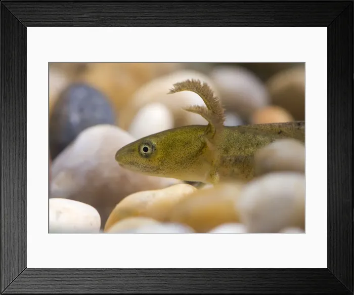 Framed Print : Great Crested Newt - Macro photo of head of eft or larva. Photographed under licence number: 20071652, Wiltshire, England, UK Framed Print : Great Crested Newt - Macro photo of head of eft or larva. Photographed under licence number: 20071652, Wiltshire, England, UK