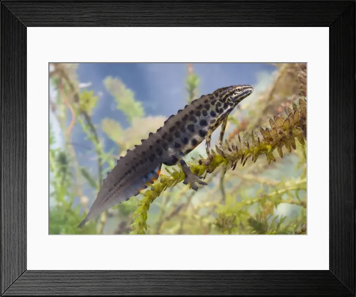 Framed Print : Smooth newt - Single adult male in full breeding condition, Photographed underwater, Wiltshire, England, UK Framed Print : Smooth newt - Single adult male in full breeding condition, Photographed underwater, Wiltshire, England, UK
