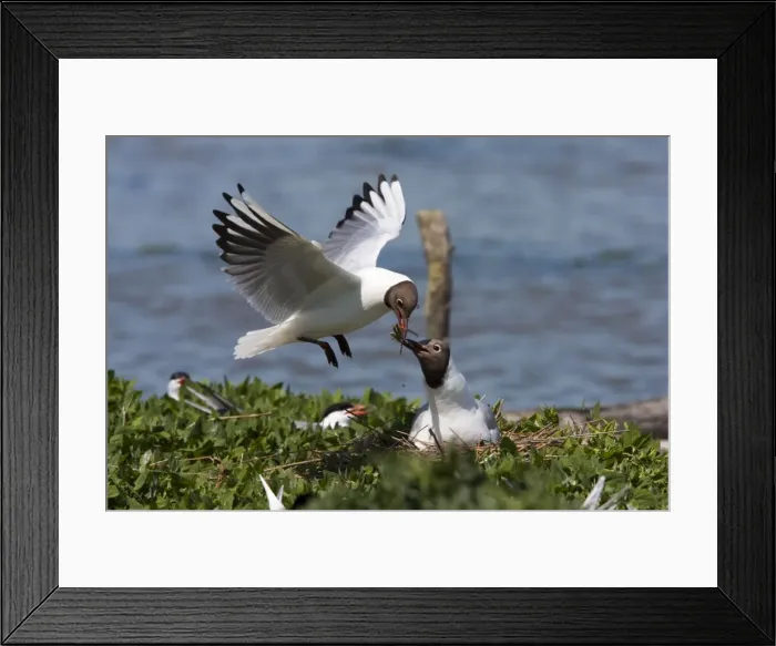 Framed Print : Black-headed gull - One adult gull passing nesting material back to mate on nest, Dorset, England, UK Framed Print : Black-headed gull - One adult gull passing nesting material back to mate on nest, Dorset, England, UK