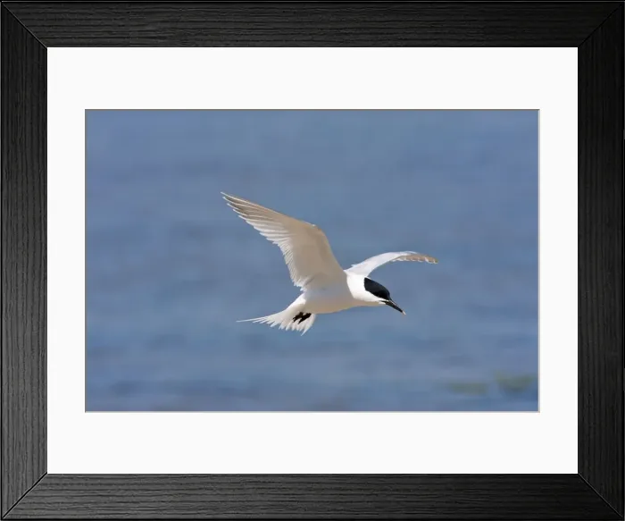 Framed Print : Sandwich Tern - Single adult in flight, Dorset, England, UK Framed Print : Sandwich Tern - Single adult in flight, Dorset, England, UK