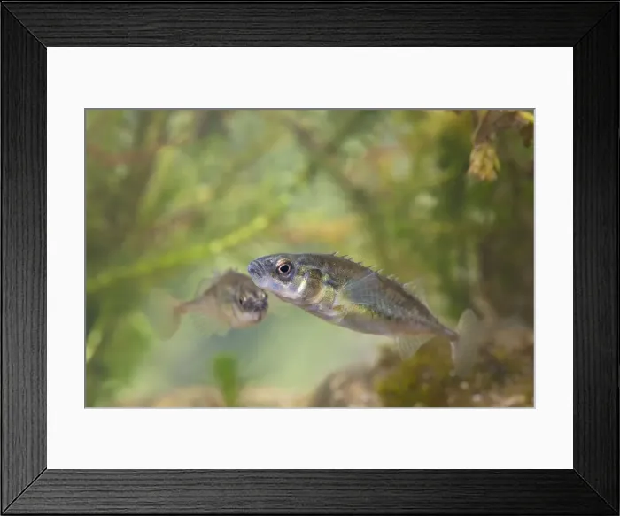 Framed Print : Nine-spined stickelback - Pair photographed underwater, Wiltshire, England, UK Framed Print : Nine-spined stickelback - Pair photographed underwater, Wiltshire, England, UK