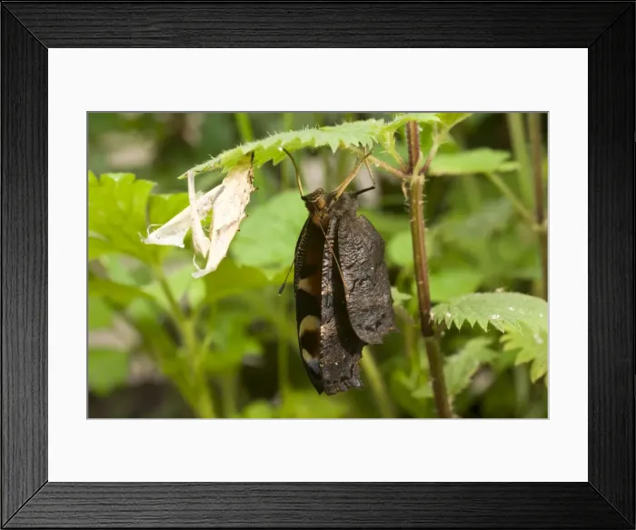 Framed Print : Newly emerged Peacock Butterfly with pupal case. UK Framed Print : Newly emerged Peacock Butterfly with pupal case. UK