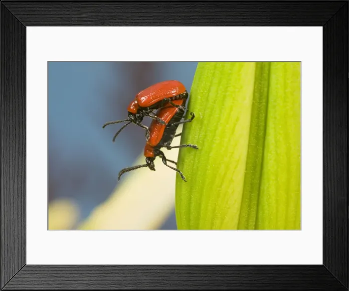 Framed Print : Mating Scarlet Lily Beetles. UK Framed Print : Mating Scarlet Lily Beetles. UK