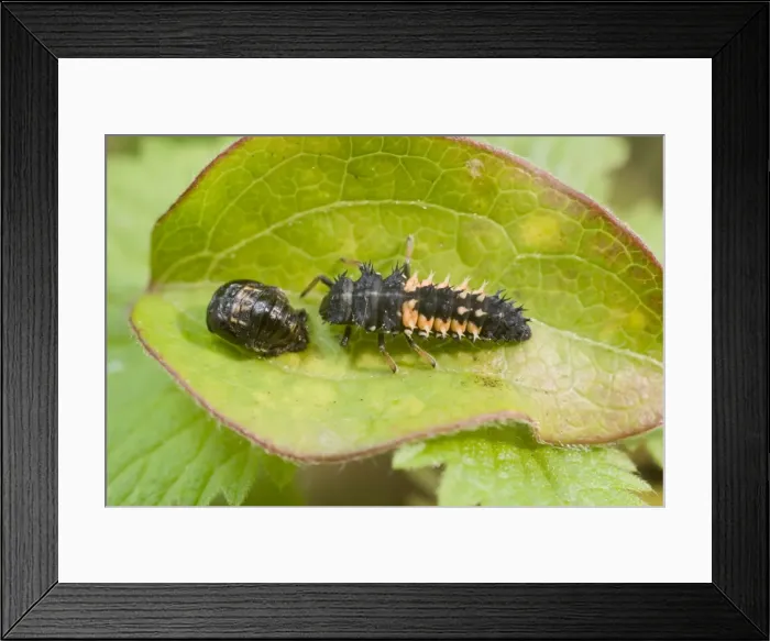 Framed Print : Harlequin Ladybird larva and pupa. UK Framed Print : Harlequin Ladybird larva and pupa. UK