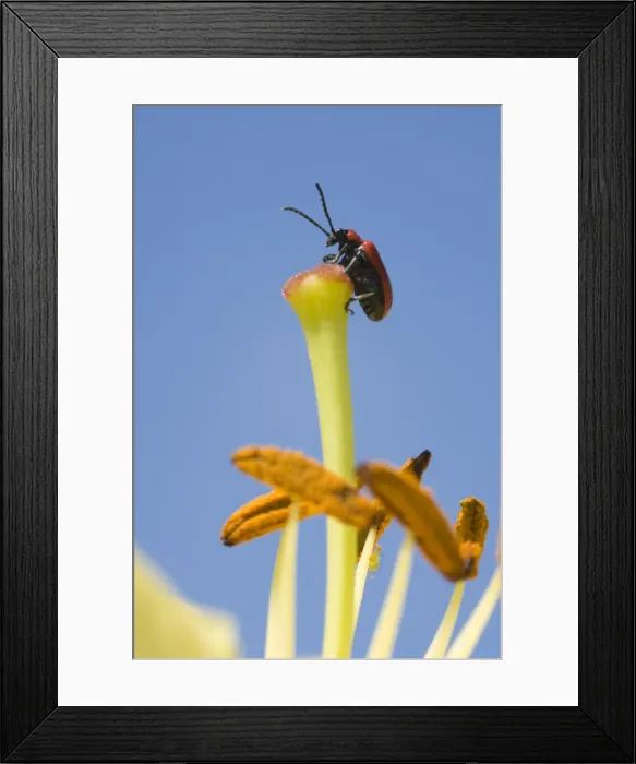 Framed Print : Scarlet Lily Beetle on lily flower. UK Framed Print : Scarlet Lily Beetle on lily flower. UK