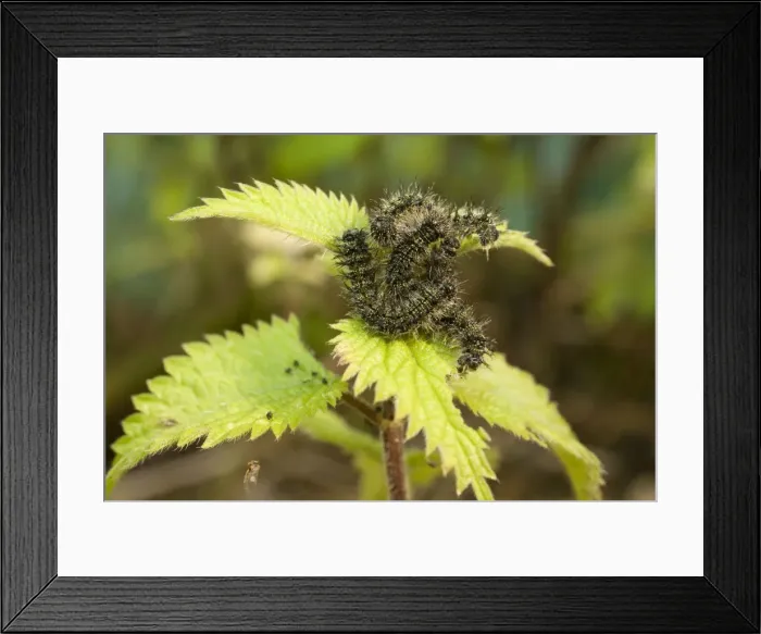 Framed Print : Small Tortoiseshell Butterfly caterpillars group feeding on nettle. UK Framed Print : Small Tortoiseshell Butterfly caterpillars group feeding on nettle. UK