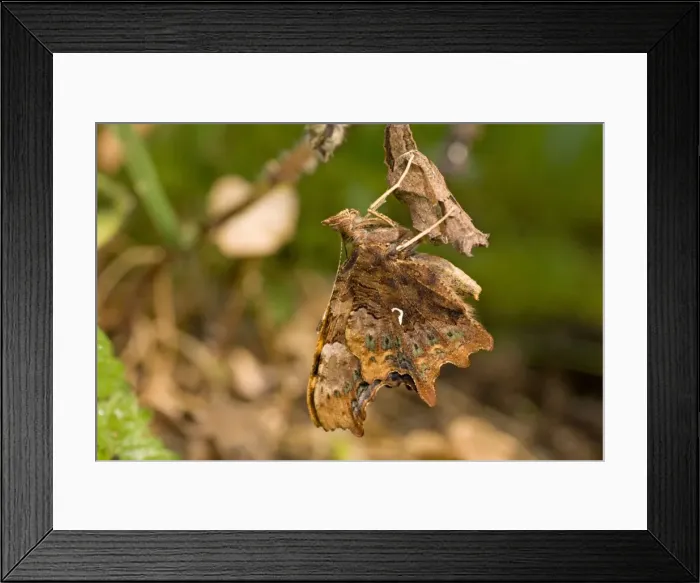 Framed Print : Newly emerged Comma Butterfly on pupal case. UK Framed Print : Newly emerged Comma Butterfly on pupal case. UK
