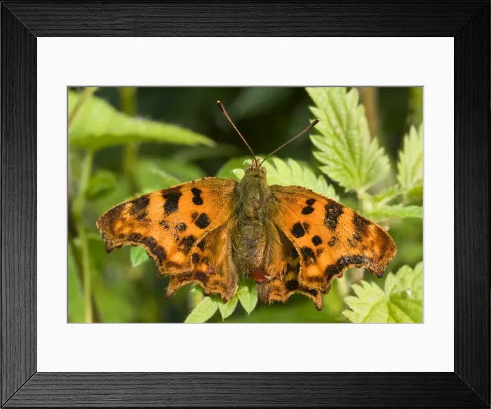 Framed Print : Newly emerged Comma Butterfly. Meconium waste fluid on abdomen. UK Framed Print : Newly emerged Comma Butterfly. Meconium waste fluid on abdomen. UK