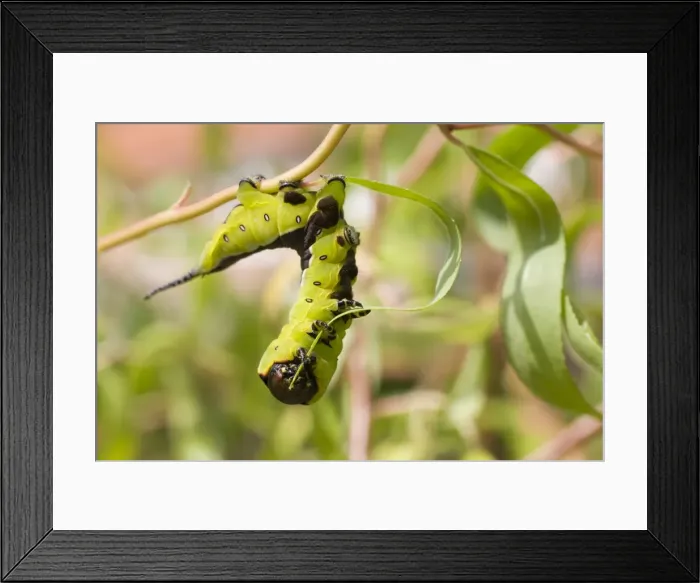 Framed Print : Puss Moth caterpillar feeding on willow leaf. UK Framed Print : Puss Moth caterpillar feeding on willow leaf. UK