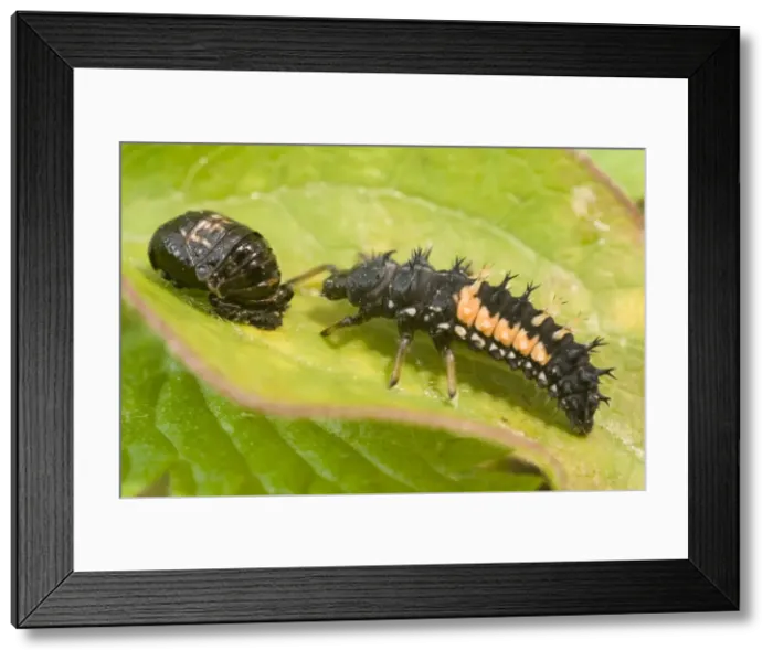 Framed Print : Harlequin Ladybird larva and pupa. UK Framed Print : Harlequin Ladybird larva and pupa. UK