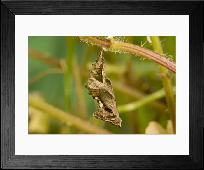 Framed Print : Comma Butterfly chrysalis. UK
