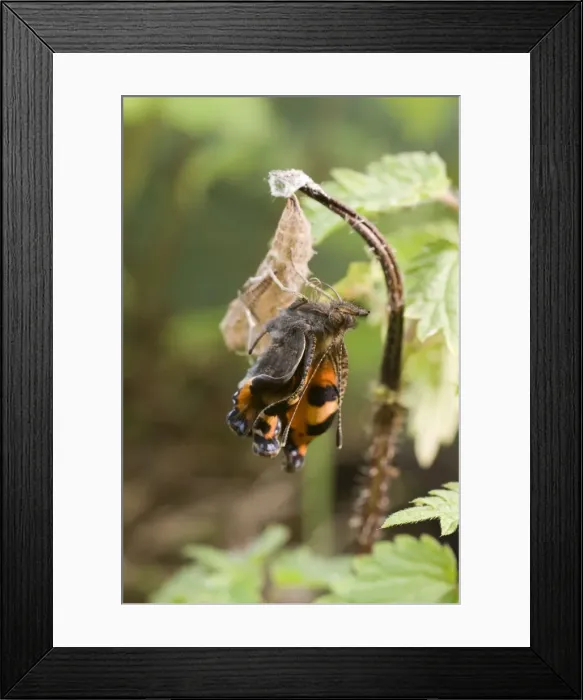 Framed Print : Newly emerged Small Tortoiseshell Butterfly on pupal case. UK Framed Print : Newly emerged Small Tortoiseshell Butterfly on pupal case. UK