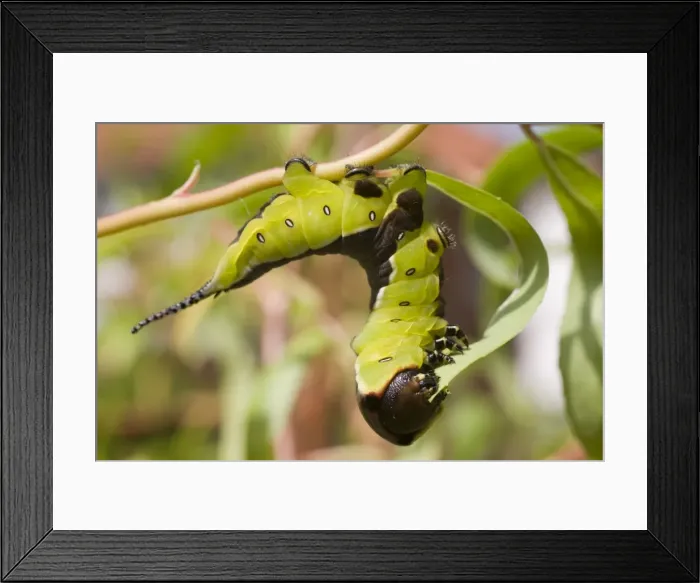 Framed Print : Puss Moth caterpillar feeding on willow leaf. UK Framed Print : Puss Moth caterpillar feeding on willow leaf. UK