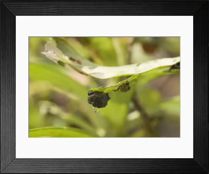 Framed Print : Scarlet Lily Beetle larvae, in camouflage coating of faeces. UK Framed Print : Scarlet Lily Beetle larvae, in camouflage coating of faeces. UK