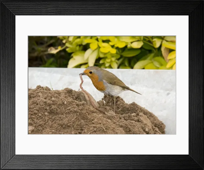 Framed Print : European Robin in wheelbarrow with earthworm. UK Framed Print : European Robin in wheelbarrow with earthworm. UK