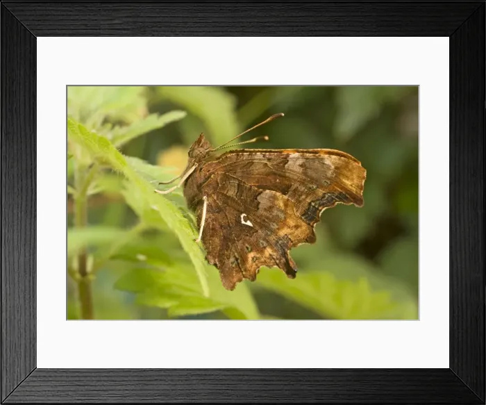 Framed Print : Newly emerged Comma Butterfly. UK Framed Print : Newly emerged Comma Butterfly. UK