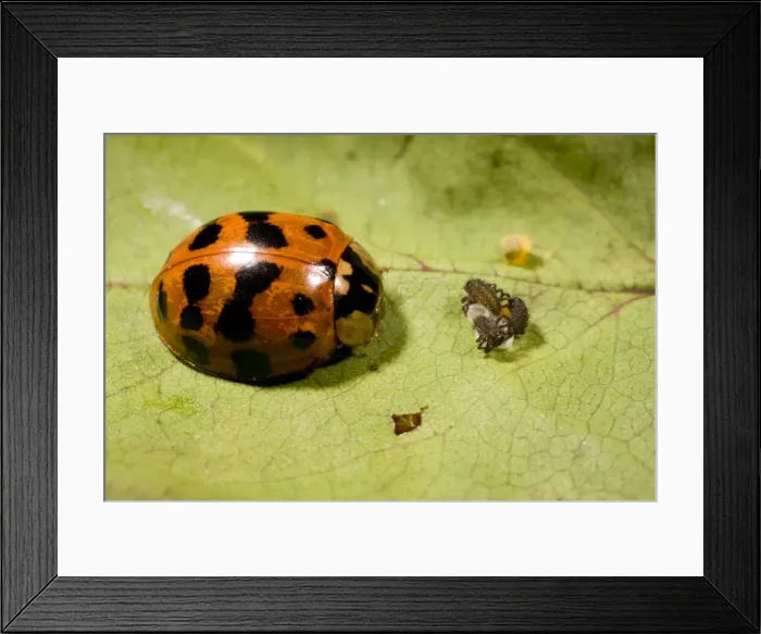 Framed Print : Adult Harlequin Ladybird with newly hatched larvae and eggs. UK Framed Print : Adult Harlequin Ladybird with newly hatched larvae and eggs. UK