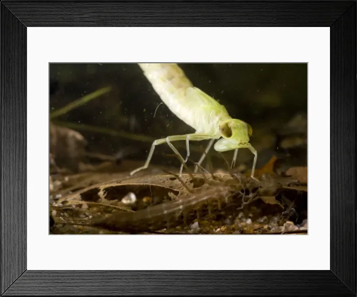 Framed Print : Common Hawker Dragonfly larva - shortly after shedding skin - shed skin in foreground. UK Framed Print : Common Hawker Dragonfly larva - shortly after shedding skin - shed skin in foreground. UK