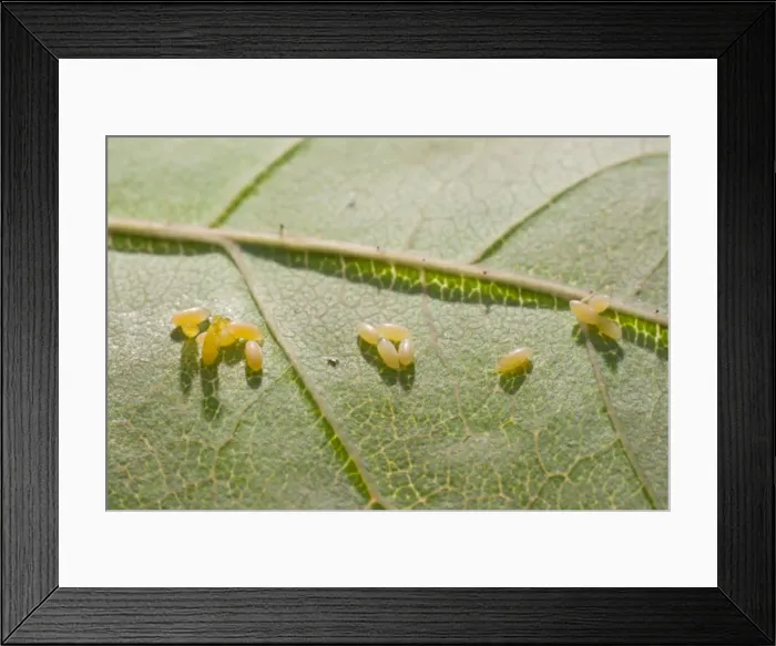 Framed Print : Eggs of 2 Spot Ladybird on rose leaf. UK Framed Print : Eggs of 2 Spot Ladybird on rose leaf. UK