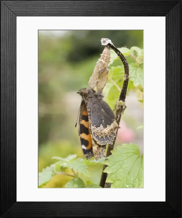 Framed Print : Newly emerged Small Tortoishell Butterfly on pupal case. UK Framed Print : Newly emerged Small Tortoishell Butterfly on pupal case. UK