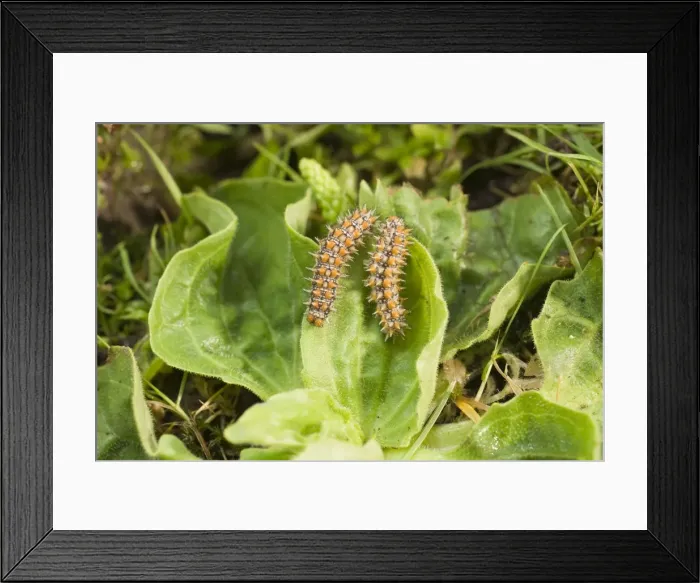 Framed Print : Spotted Fritillary Butterfly caterpillars on plantain. UK