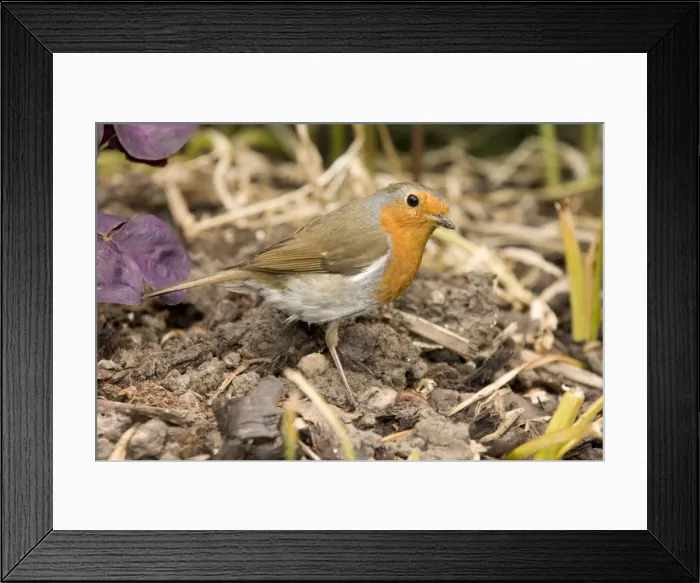 Framed Print : European Robin. UK