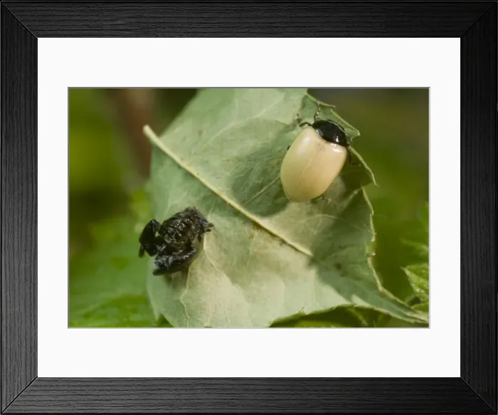 Framed Print : Newly emerged adult 2 Spot ladybird with pupal case. UK Framed Print : Newly emerged adult 2 Spot ladybird with pupal case. UK