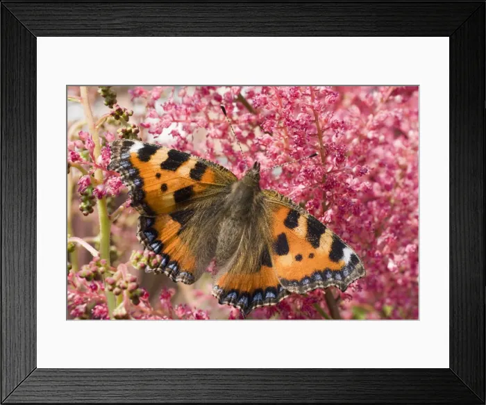 Framed Print : Small Tortoiseshell Butterfly. UK Framed Print : Small Tortoiseshell Butterfly. UK