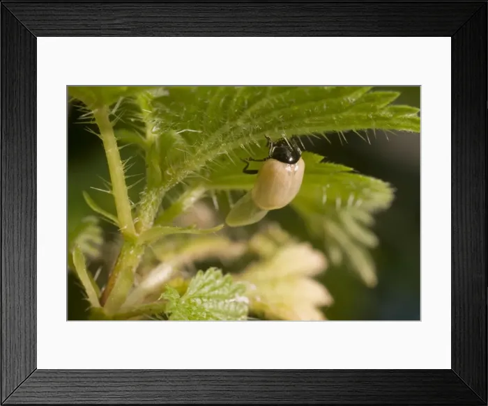 Framed Print : Newly emerged adult 2 Spot ladybird. Wings expanding. UK
