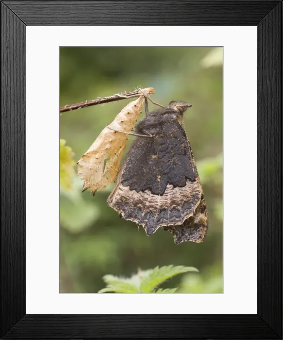 Framed Print : Newly emerged Small Tortoisehell Butterfly with puplal case. UK Framed Print : Newly emerged Small Tortoisehell Butterfly with puplal case. UK
