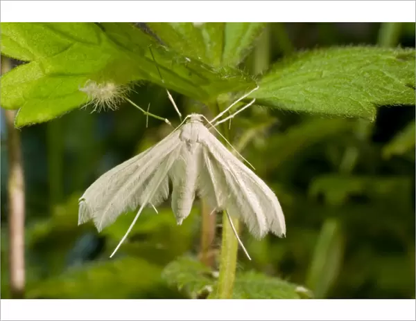 White Plume Moth. UK