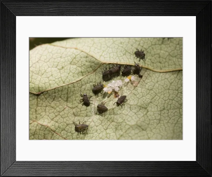 Framed Print : Newly hatched Harlequin Ladybird larvae. UK Framed Print : Newly hatched Harlequin Ladybird larvae. UK