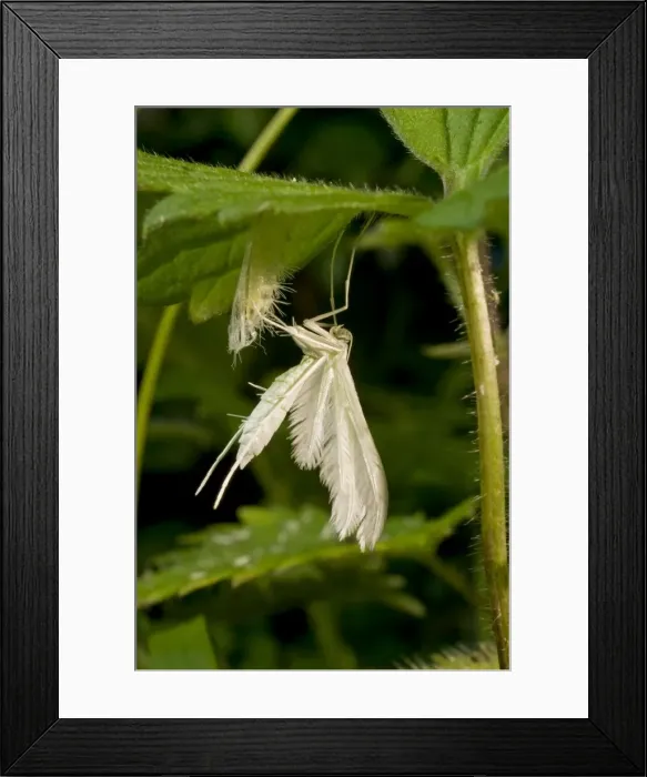 Framed Print : Newly emerged White Plume Moth with pupal case. UK Framed Print : Newly emerged White Plume Moth with pupal case. UK