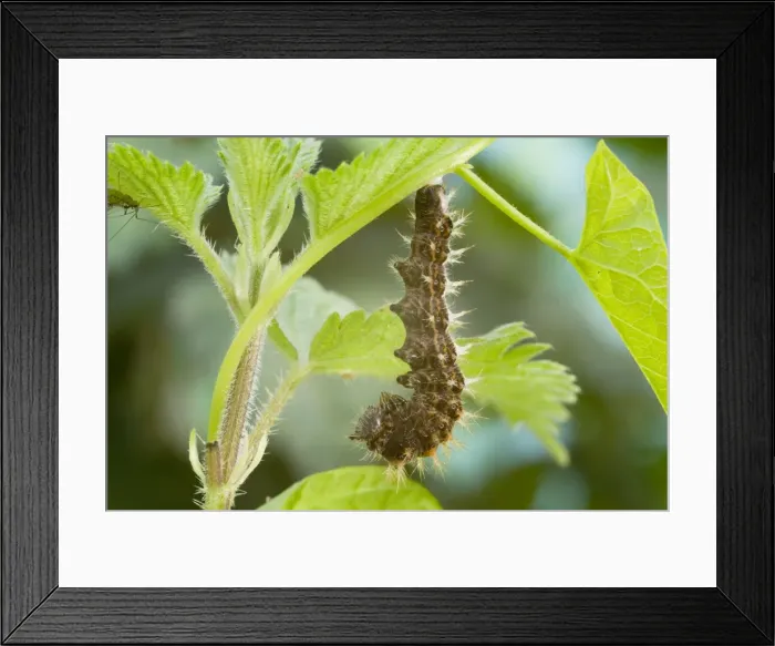 Framed Print : Comma Butterfly caterpillar attached to leaf stem in preparation for pupation. UK