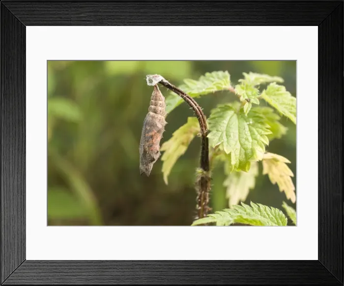 Framed Print : Small Tortoiseshell Butterfly pupa. About to hatch - wing markings showing. UK Framed Print : Small Tortoiseshell Butterfly pupa. About to hatch - wing markings showing. UK