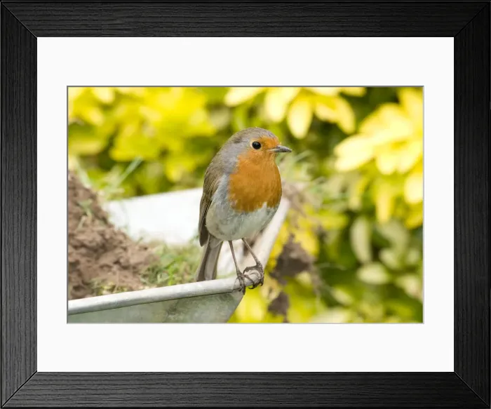 Framed Print : European Robin on wheelbarrow. UK Framed Print : European Robin on wheelbarrow. UK
