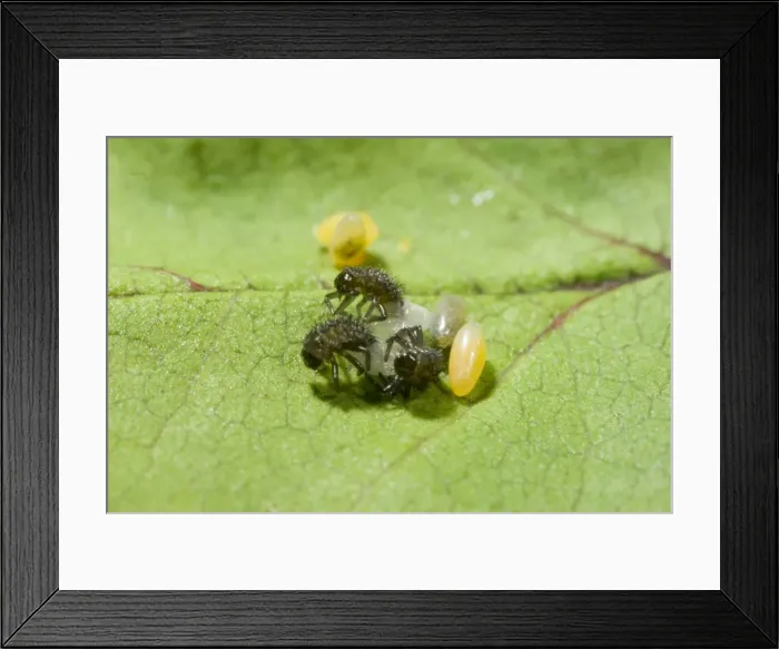 Framed Print : Hatching Harlequin Ladybird larvae - UK Framed Print : Hatching Harlequin Ladybird larvae - UK