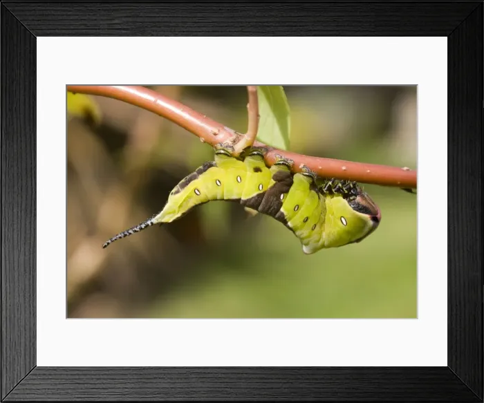 Framed Print : Puss Moth caterpillar on willow. UK Framed Print : Puss Moth caterpillar on willow. UK