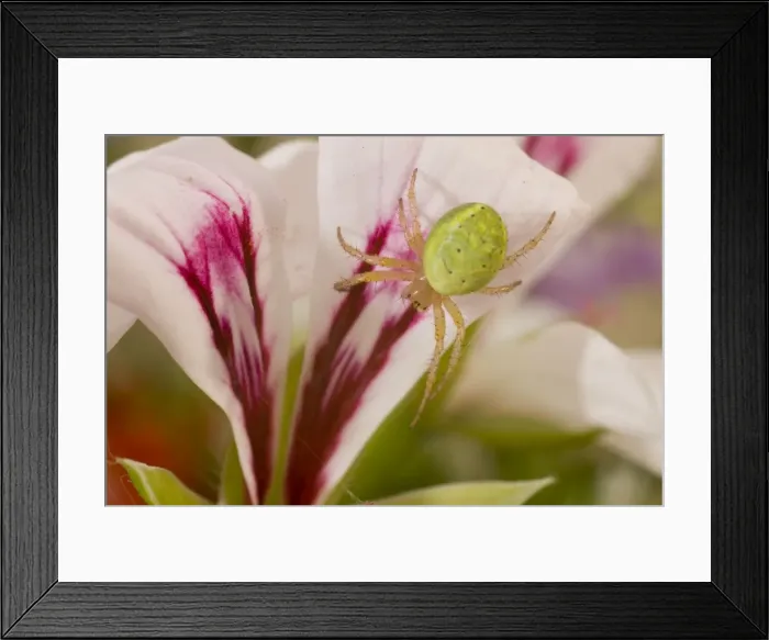 Framed Print : Cucumber Spider on lily. UK Framed Print : Cucumber Spider on lily. UK