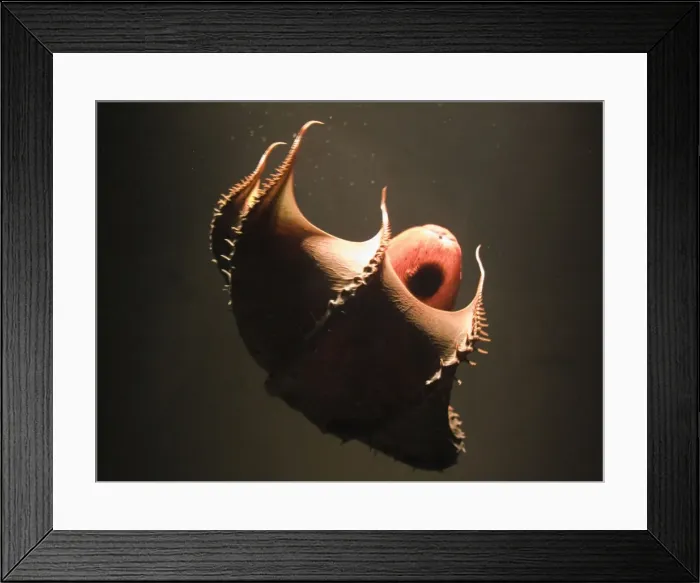 Framed Print : Vampire Squid. Going into pineapple defence posture. California USA Framed Print : Vampire Squid. Going into pineapple defence posture. California USA