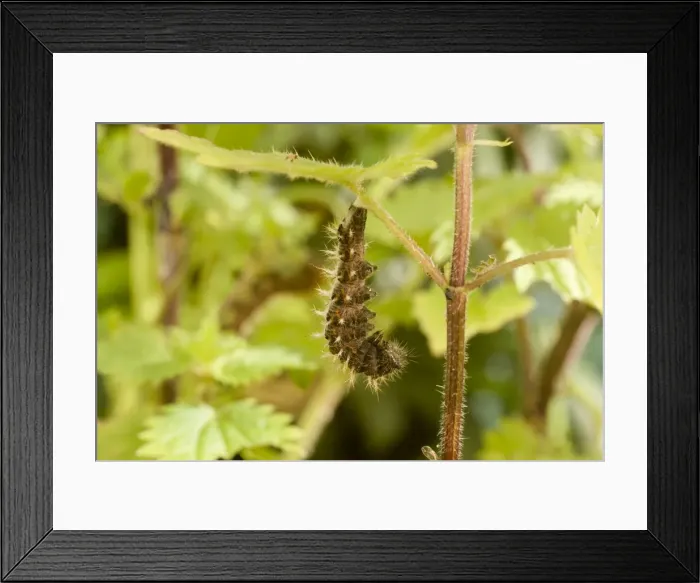 Framed Print : Comma Butterfly caterpillar attached to nettle stem in preparation for pupation. UK Framed Print : Comma Butterfly caterpillar attached to nettle stem in preparation for pupation. UK