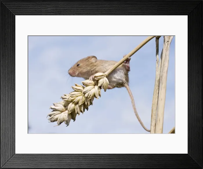Framed Print : Juvenile Harvest Mouse on wheat stalk. UK Framed Print : Juvenile Harvest Mouse on wheat stalk. UK