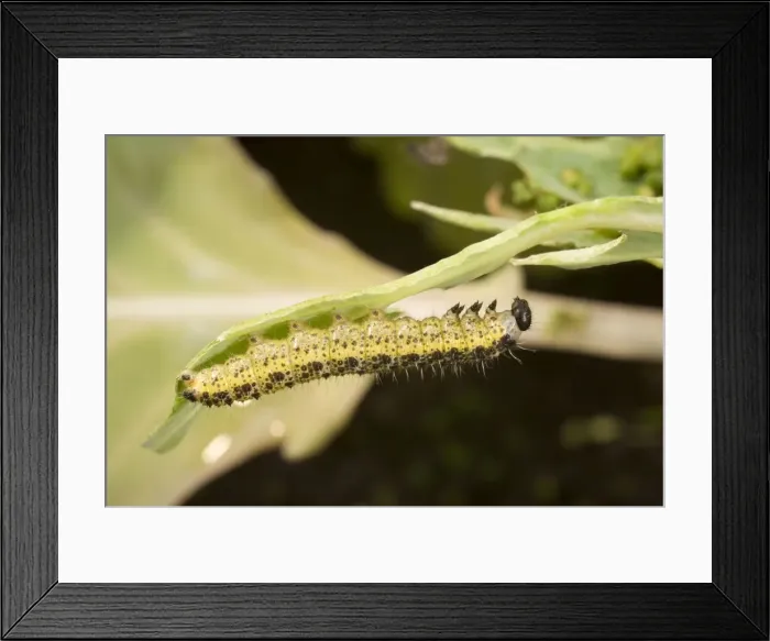 Framed Print : Large White Butterfly caterpillar under cabbage leaf. UK Framed Print : Large White Butterfly caterpillar under cabbage leaf. UK
