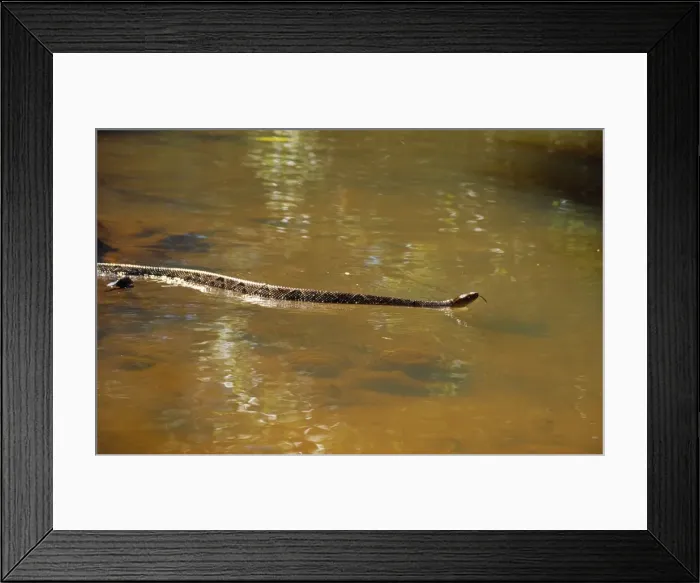 Framed Print : Fer de Lance Snake Costa Rica Framed Print : Fer de Lance Snake Costa Rica
