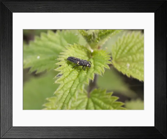 Framed Print : Larva of 2 Spot ladybird. UK Framed Print : Larva of 2 Spot ladybird. UK