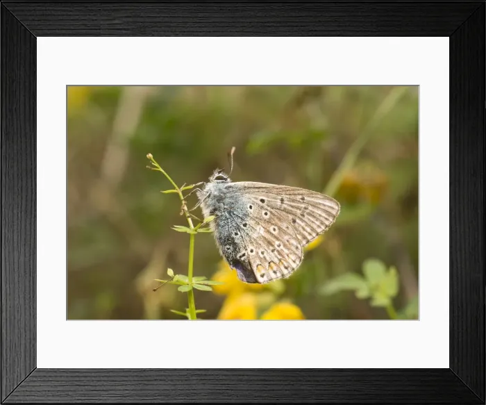Framed Print : Common Blue Butterfly. Male. UK Framed Print : Common Blue Butterfly. Male. UK