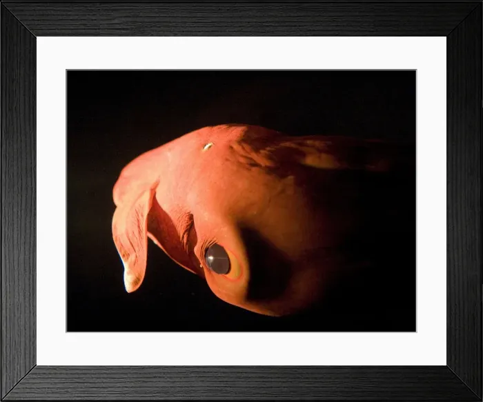 Framed Print : Vampire Squid. California USA Framed Print : Vampire Squid. California USA