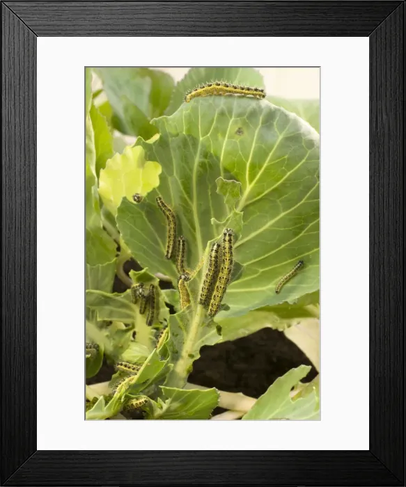 Framed Print : Large White Butterfly caterpillars feeding on cabbage. UK Framed Print : Large White Butterfly caterpillars feeding on cabbage. UK
