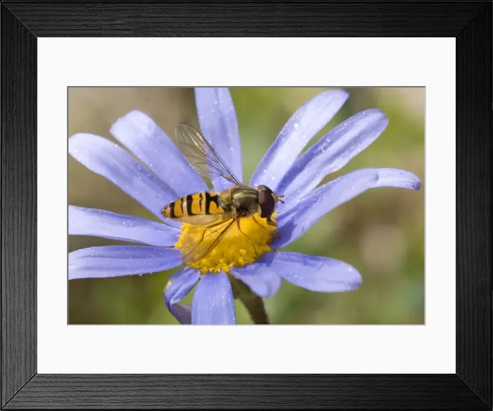 Framed Print : Marmalade Hoverfly / Fly - (Syrphidae family) - on flower Framed Print : Marmalade Hoverfly / Fly - (Syrphidae family) - on flower
