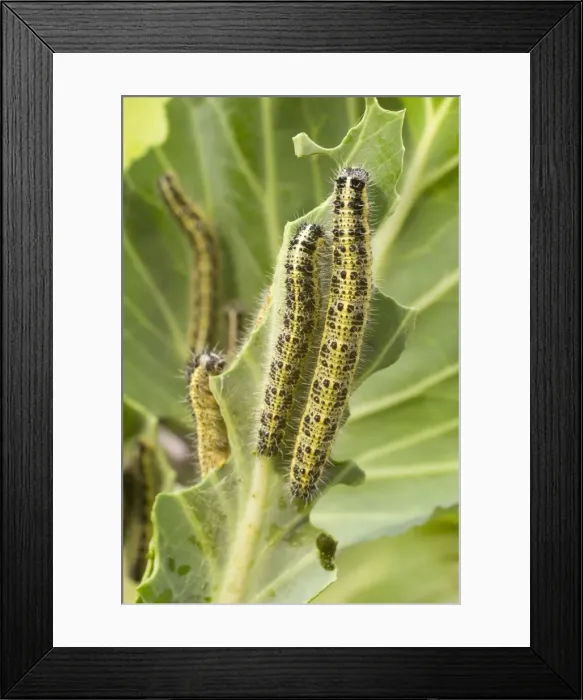 Framed Print : Large White Butterfly caterpillars feeding on cabbage. UK Framed Print : Large White Butterfly caterpillars feeding on cabbage. UK
